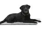 Kruuse Cubierta para Cama Vet Bed Antideslizante Gris 71x61 cm