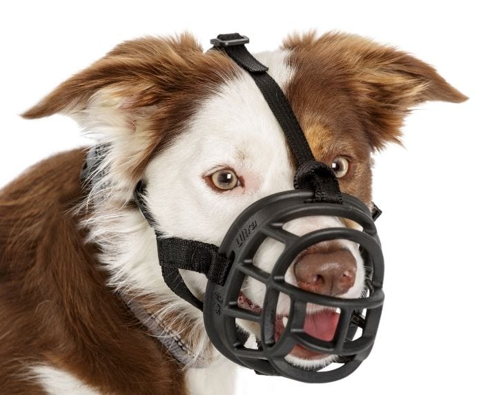 Company Of Animals Baskerville Ultra Muzzle 4 Negro