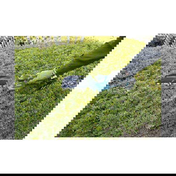 Makita DUM604ZX Tijeras para setos y arbustos con hoja de 16 cm, sin batería