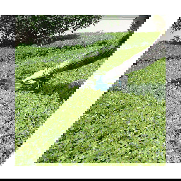 Makita DUM604ZX Tijeras para setos y arbustos con hoja de 16 cm, sin batería