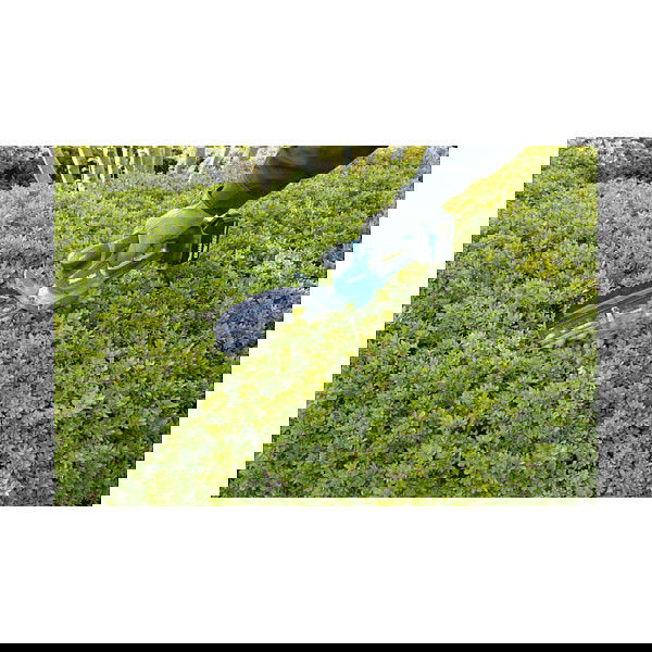 Makita DUM604ZX Tijeras para setos y arbustos con hoja de 16 cm, sin batería