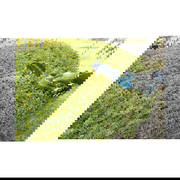 Makita DUM604ZX Tijeras para setos y arbustos con hoja de 16 cm, sin batería