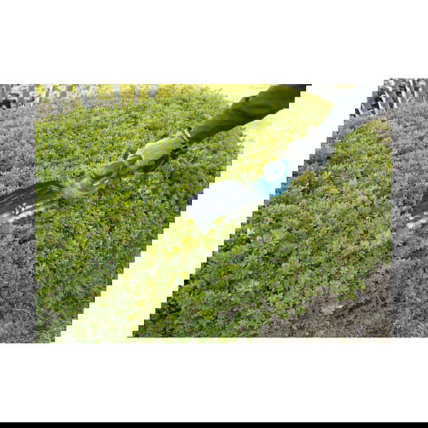 Makita DUM604ZX Tijeras para setos y arbustos con hoja de 16 cm, sin batería