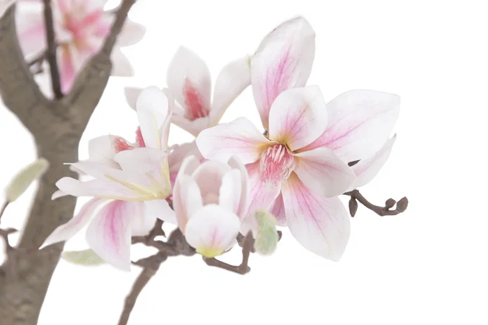 DKD Home Decor Árbol de Magnolio Blanco y Rosa en PE y Cemento
