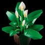 LEGO Botanicals Lirio de la Paz 11504