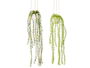 Ibergarden Maceta Colgar Surtidos 18x66x18 cm Plástico Cuerda Verde (Set de 24)