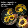 LEGO 11502 Botanicals Set de Construcción para Adultos - Ramo de Girasoles, Flores Artificiales de Decoración con Eucalipto