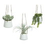 Maceta Colgante Suculenta 20 cm Modelos Variados