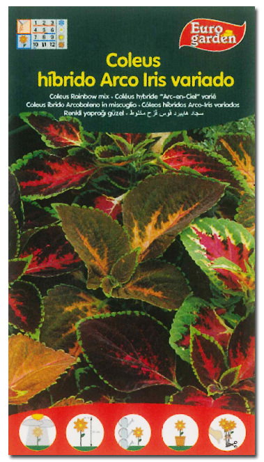 Coleus Híbrido Arco Iris Variado Semillas Coleus Híbrido Arco Iris Variado Semillas