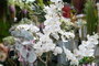 Oplante Flor Artificial Vara de Orquídea Blanca, Hecha de Látex, Decoración Realista de 63 cm de Alto y 15 cm de Ancho, Color Blanco