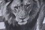 DKD Home Decor Cuadro Lienzo Animal Ciudad 4 Surtido