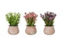 Ibergarden Maceta Terracota Baja con Flores Surtidas Colores Blanco Lila Rosa 15 cm x 23 cm x 15 cm (Set de 12)