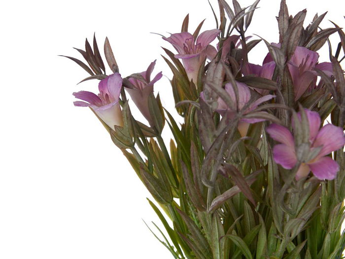 Ibergarden Maceta Terracota Baja con Flores Surtidas Colores Blanco Lila Rosa 15 cm x 23 cm x 15 cm (Set de 12)