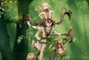 APEX Estatua The Legend of Sword and Fairy Anu Shen Mu Miao Ying Ver. 1/7