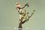 APEX Estatua The Legend of Sword and Fairy Anu Shen Mu Miao Ying Ver. 1/7