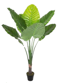 DKD Home Decor Planta Taro Verde 80x80x180 cm