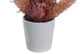 DKD Home Decor Planta en Cerámica Rosa 11x11x36 cm