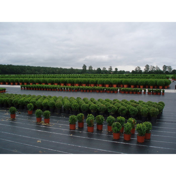 Faura Malla antihierba verde 1 x 10 m 100 g/m²