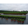 Faura Malla antihierba verde 1 x 10 m 100 g/m²