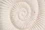 DKD Home Decor Decoración de Caracola en Cemento y Metal Blanco