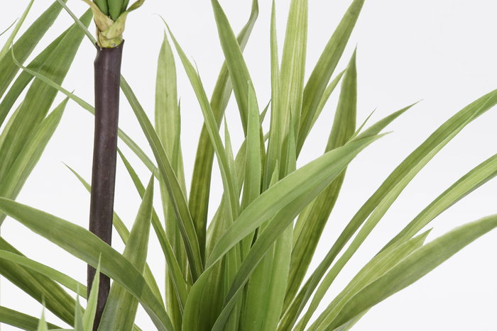 DKD Home Decor Planta Dracena Verde Marron 75 x 75 x 180 cm (2 Unidades)