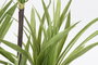 DKD Home Decor Planta Dracena Verde Marron 75 x 75 x 180 cm (2 Unidades)