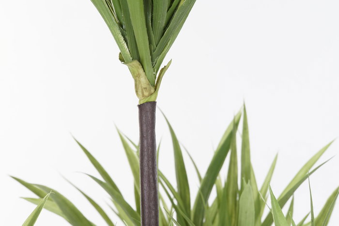 DKD Home Decor Planta Dracena Verde Marron 75 x 75 x 180 cm (2 Unidades)