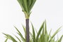 DKD Home Decor Planta Dracena Verde Marron 75 x 75 x 180 cm (2 Unidades)