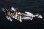 Godzilla vs Evangelion Maqueta Plastic Model Evangelion Test Type-01 Mecha Godzilla Ver. 19 cm