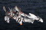 Godzilla vs Evangelion Maqueta Plastic Model Evangelion Test Type-01 Mecha Godzilla Ver. 19 cm