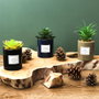Home Deco Factory Planta Artificial Seconde Natu