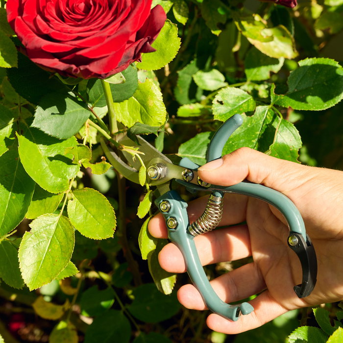 Grouw Tijeras Podar Rosas Con Bypass para Ramas de 8mm, Agarre Óptimo, Bloqueo