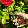 Grouw Tijeras Podar Rosas Con Bypass para Ramas de 8mm, Agarre Óptimo, Bloqueo