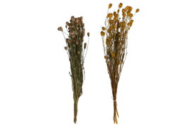 DKD Home Decor Ramo de Flores Secas Surtido de 2 Colores (20x20x70 cm)
