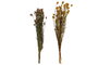 DKD Home Decor Ramo de Flores Secas Surtido de 2 Colores (20x20x70 cm)