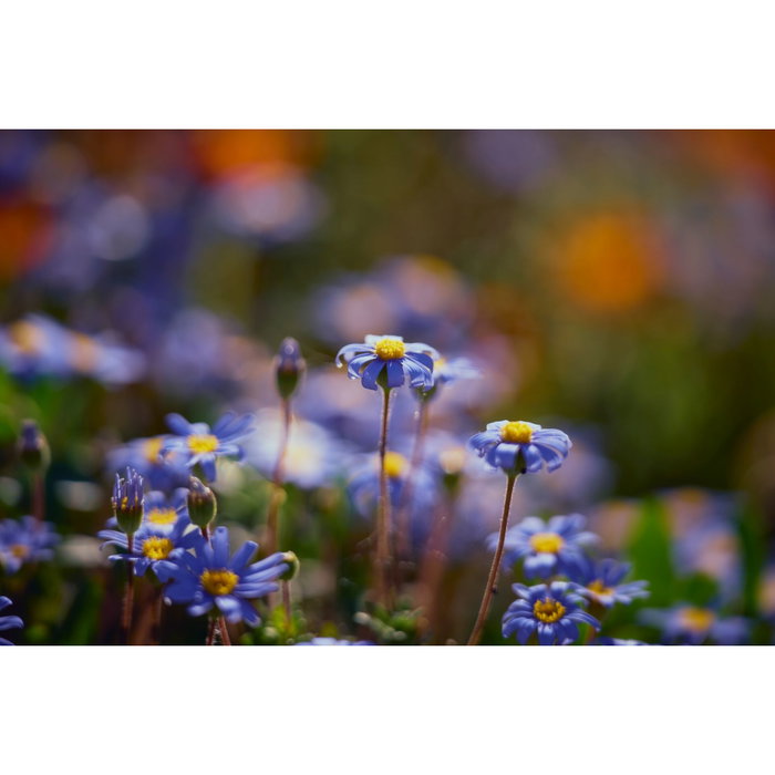 Samyang AF 60-180mm F2.8 FE Sony E Schneider Kreuznach