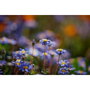 Samyang AF 60-180mm F2.8 FE Sony E Schneider Kreuznach