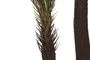 DKD Home Decor Planta Tropical Verde Marron 80 x 80 x 170 cm