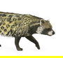 Collecta Civeta Africana Figura Animal Salvaje Africano, Modelo 88824 (Español, Francés, Alemán, Inglés)
