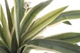 DKD Home Decor Planta PE Magnesia Verde y Crema 60x60x65