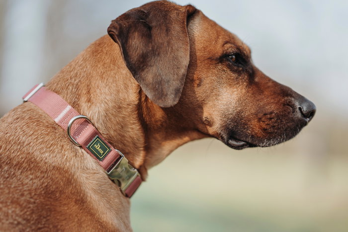 Hunter Collar Inari Alu-Strong M Rojo Cuello 30-45 cm 15 mm Ancho