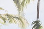 DKD Home Decor Cuadros Lienzo Tropical Surtido de 2 Unidades 63x4x93 cm