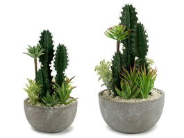 Ibergarden Centro Cactus Redondo Surtido 2 15 cm x 29 cm x 15 cm (Set de 6)
