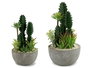 Ibergarden Centro Cactus Redondo Surtido 2 15 cm x 29 cm x 15 cm (Set de 6)