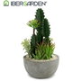 Ibergarden Centro Cactus Redondo Surtido 2 15 cm x 29 cm x 15 cm (Set de 6)