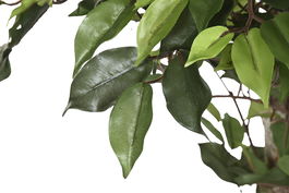 DKD Home Decor Árbol Ficus Verde Marron 100 x 210 x 100 cm (2 Unidades)