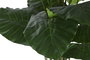 DKD Home Decor Planta Alocasia Odora Verde 90x90x170