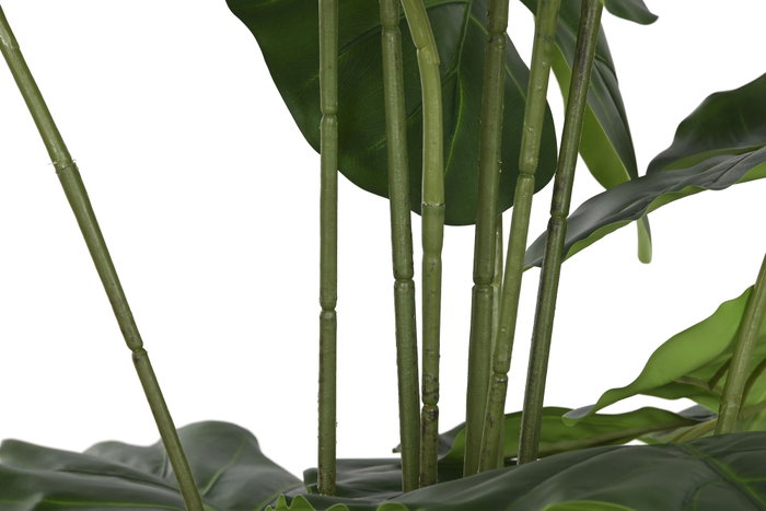 DKD Home Decor Planta Alocasia Odora Verde 90x90x170 DKD Home Decor Planta Alocasia Odora Verde 90x90x170