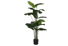 DKD Home Decor Planta Alocasia Odora Verde 90x90x170