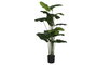 DKD Home Decor Planta Alocasia Odora Verde 90x90x170